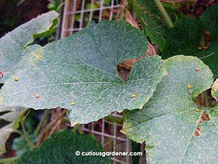 There are seven yellow ladybugs in this photo. I've never seen so many ladybugs congregated at a single time!