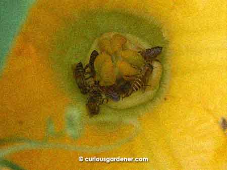 Bees clustered at the base of the pumpkin fruit flower. What are they doing in there? Pollinating? With what?