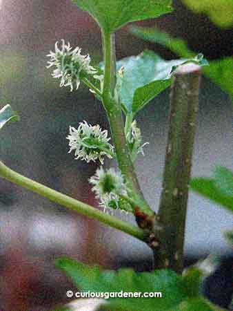 New mulberries growing on the mulberry plant from Novice Gardener.