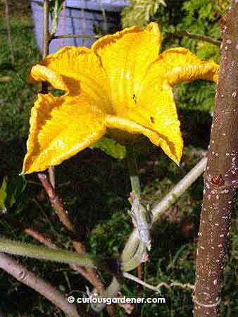 An elusive male pumpkin flower blooming about 3 days before the fruit flowers started showing their stuff