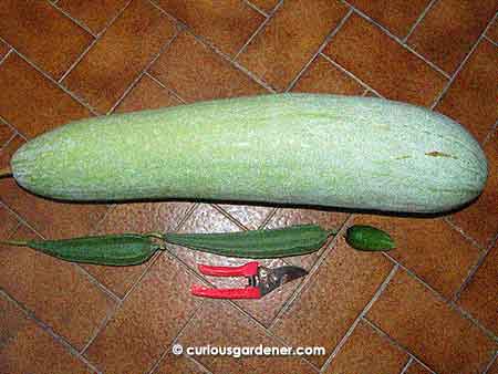 The marrow in comparison to our average-sized angled luffas and short cucumber - what a joke!