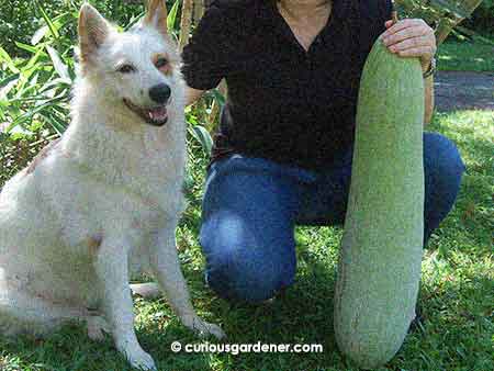 Just to give some perspective as to the size of the Mighty Marrow...