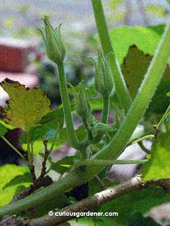 A nice cluster of male pumpkin flower buds, at different stages of maturity. Hm, maybe the plant knows what to do to start bearing fruits!