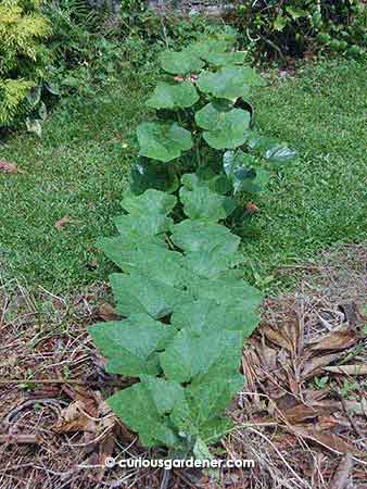 Advance of the pumpkin vine - here you see its descent from the mulberry plant and quick climb up the compost heap.