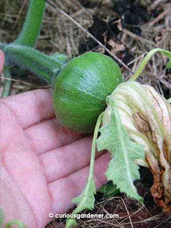 This is the latest female pumpkin flower after blooming - yes, the one that the bees had a party in. If it does grow, it will have been pollinated either with marrow, angled luffa or cucumber pollen. Haha. But I like how each new fruit flower appears bigger and stronger. I have hope!