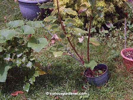The pumpkin plant originated from the orange pot on the extreme right, then started exploring to the left, finding the mulberry plant, then moving on...