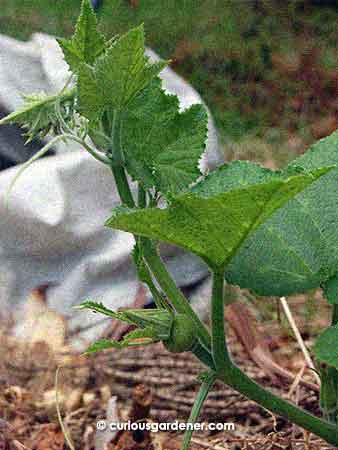 The tip of the vine today, with the latest female fruit bud. It's just teasing me; I know it's going to abort as well...