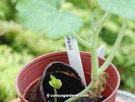 The first mystery sprout that popped up next to the young pumpkin plant