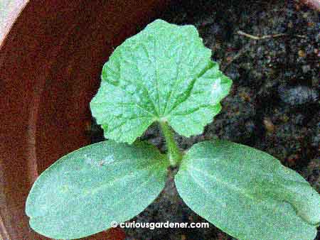 I'm not a fan of unidentified cucurbitaceae sprouts. Their leaves look the same to me! This could be a winter melon, but it could also be a marrow - although I'm fairly certain I didn't sow any recently. Argh.