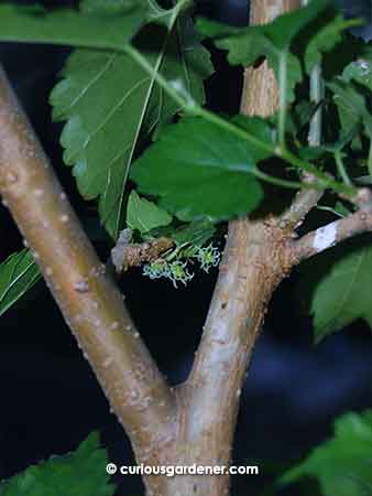 New fruits growing on the smaller variety of mulberry plant.