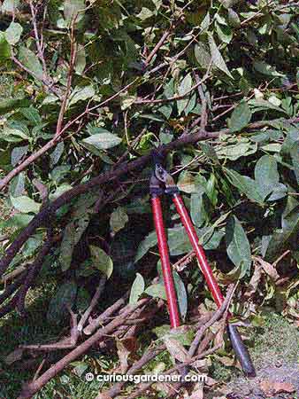 About to start reducing this pile of broken branches with a mere pair of garden loppers...