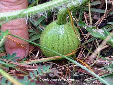 Our first baby watermelon!