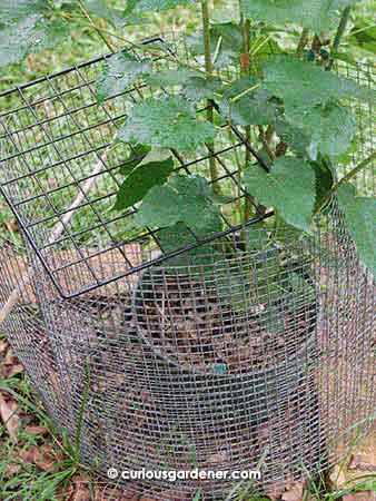 This was a little tedious to set up - a fence of wire around the plant (which kept trying to close in on the plant) with a grid to close up the open top.