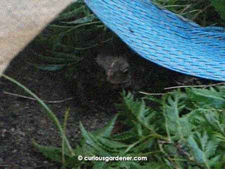 The younger toad looking worried that its shelter would be ripped away. It wasn't. Then.