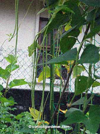 Loads of thin long beans growing at the moment!