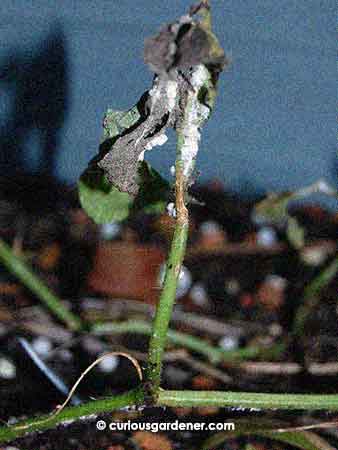 Mealybugs wreaking havoc on the watermelon plant. That's not them in the background, though; the white things on the ground are part of the potting mix. 