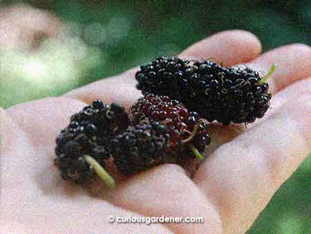 Look at these gorgeous, big mulberries! Thank you, Novice Gardener, for passing along cuttings from your plant!