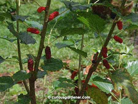 Look at all those mulberries forming!