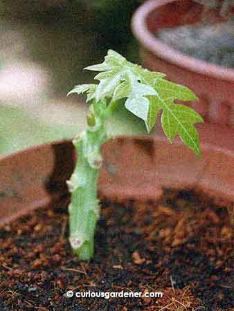 papaya cutting1