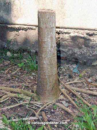 The neatly cut papaya tree stump. Just look at that nice, straight cut across the top - all from swings of the parang. Neat, isn't it?