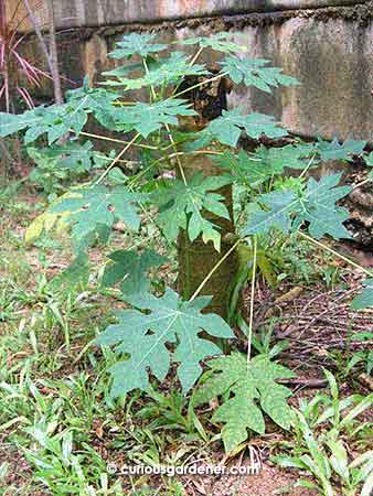 stump sprouts