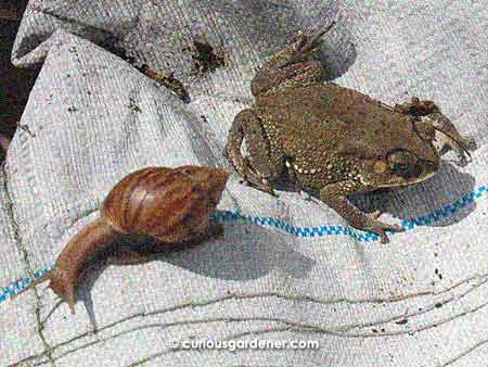 In this impromptu race between the toad and the snail, the snail won because it took a headstart!