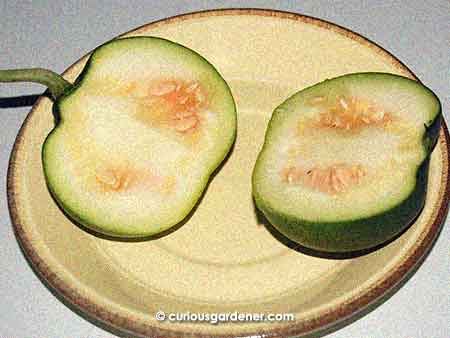 I had to see what the fruit looked like on the inside, so I cut it open. I can't believe it had so many seeds already, at just a week old.