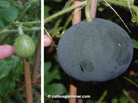 The watermelon when we first noticed it on New Year's Day, and today, at 11 days old. A good rate of growth but nowhere as phenomenal as the pumpkins.