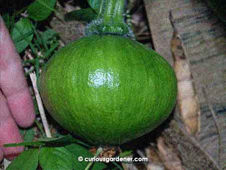 The second biggest (I think) pumpkin, which happens to be growing over the compost heap.