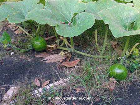 The two newest pumpkins - about tennis ball size when checked in the evening, and as round, too!