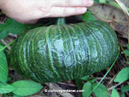 The biggest pumpkin at the moment - one of the "flatties" - close to 20cm wide!