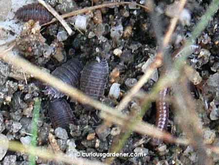 Because you HAD to see the squishy-looking bugs and the millipede up close...