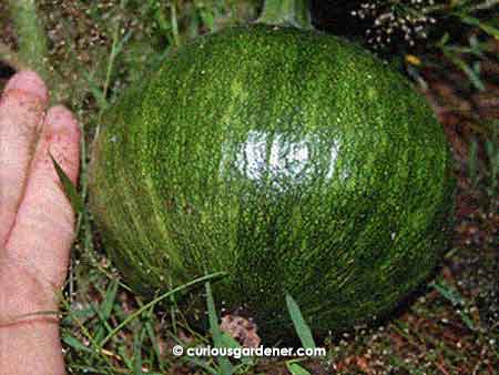 The same round pumpkin today - much wider.