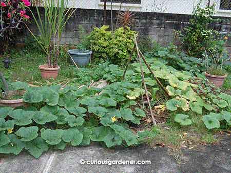 Our pumpkin patch. I don't know why I expected it to grow docilely along the side of the garden...