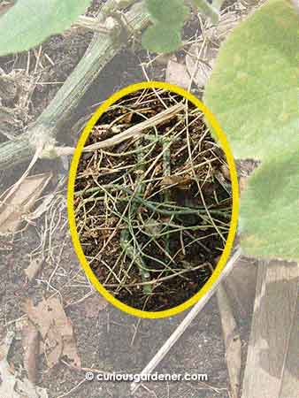 Can you make out the roots growing from the pumpkin stem? They're nice and thick, and widespread, too.