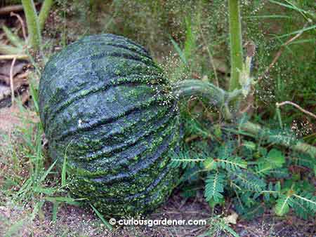 The oval pumpkin (sort of)