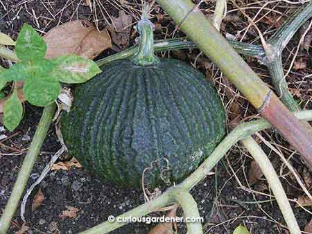 The rounded pumpkin