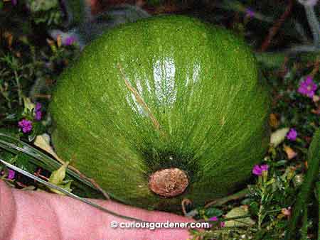 The naughty pumpkin that decided to displace my flowers. And looks like I'm letting it get away with it!