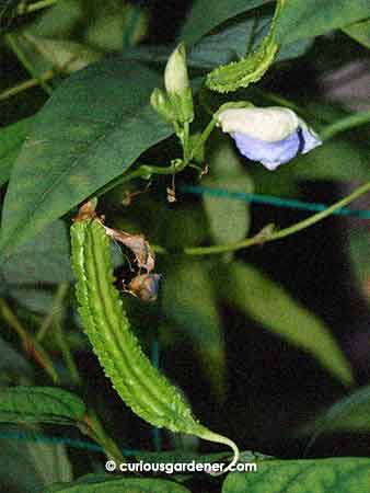 Young winged beans. I quite like the curly tendril at the bottom of them!