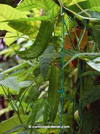 Mature winged beans