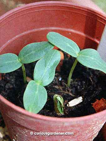 Four for four - all the cucumber seeds sowed germinated!