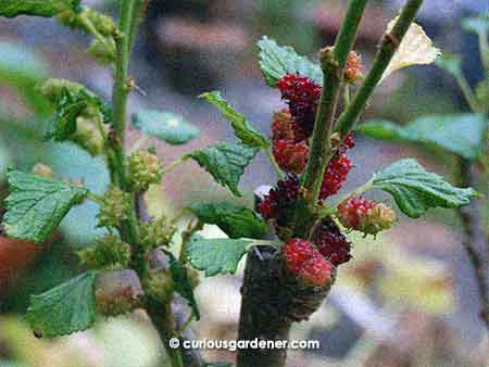 I love this sight - mulberries ripening on the right, with younger fruits developing on an adjacent branch in the background. There are a few such clusters on the plant at the moment. :D