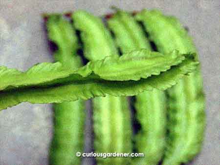 The frilly edges of winged beans look so delicate; however, the central part of the bean is very sturdy.