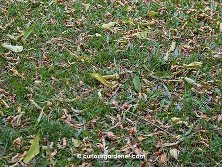 Leaves from the belimbing tree covering our lawn in late January.