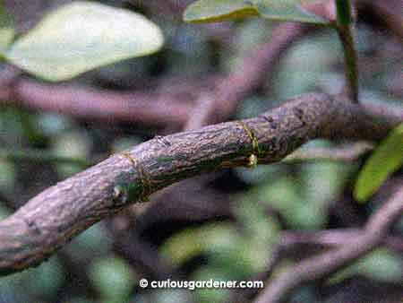 The first step was to choose a slightly woody stem and make a pair of light incisions through the bark.