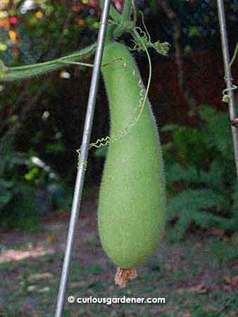 This marrow is in the rapid stage of growth. It's only over a week old, and is almost a foot long! We have to try to make sure it gets sufficient water, though, seeing that the dry monsoons are blowing now.