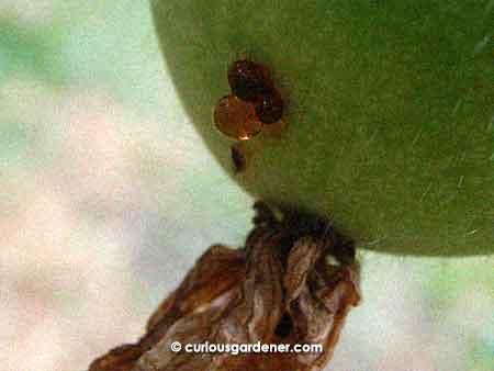 I thought this little cluster of round things at the base of the marrow were insect eggs...