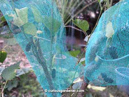 A large square of netting folded around ripening mulberries, with a long bit of tie-wire threaded through it to hold it together is all we need to protect our crop.