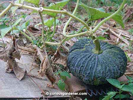 One of the pumpkins on a stem that's dying off. It looks perfectly happy seated on its raised mat that's resting on a brick to lift it off the compost heap.