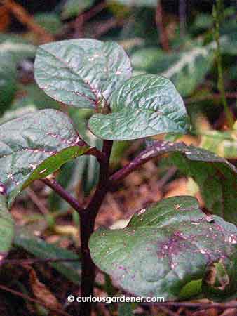 A closer look at the leaves